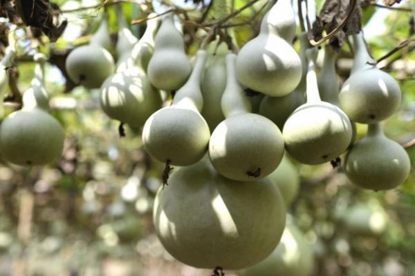 葫芦种植经济效益,种植葫芦的利润和模式