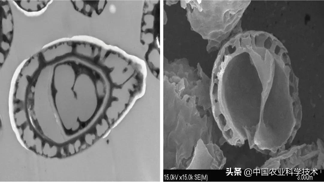 如何鉴别灵芝孢子粉真假,怎么判断灵芝有没有孢子粉