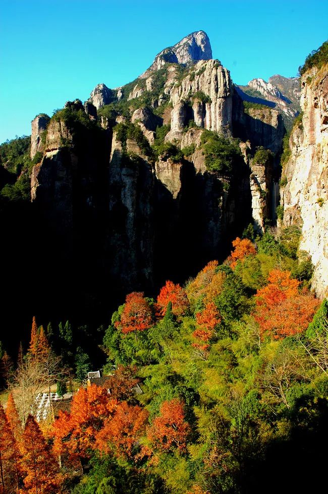 温州秋冬的银杏树确实美,温州最原生态银杏