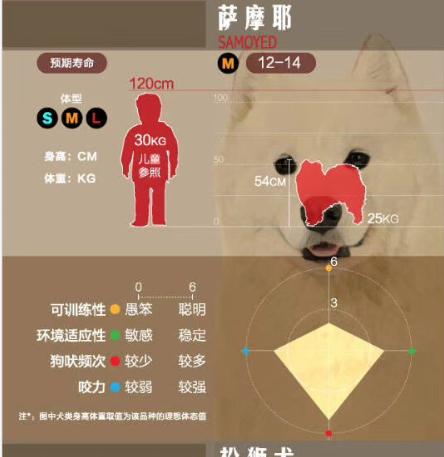 狗狗大讲堂,狗狗们上课去学校