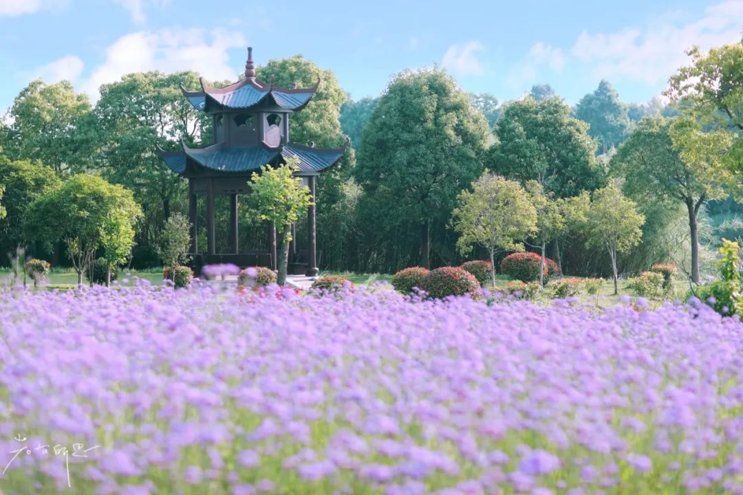 娌欏娴滅殑绱壊鑺辨捣,娌欏娴滈鏅尯鑺辨捣