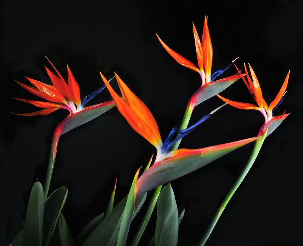 今年有哪些年宵花,春节6种年宵花推荐颜值高寓意好