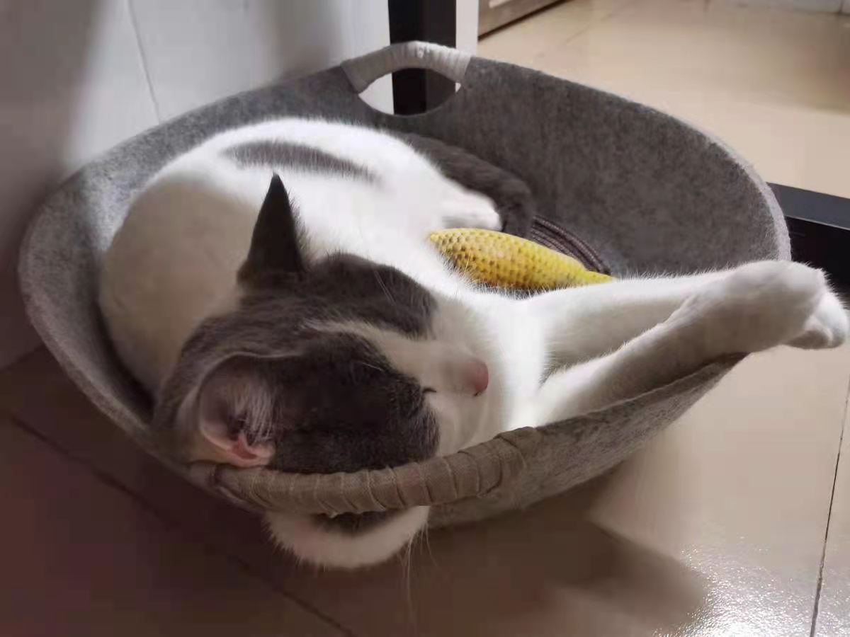 啥猫粮靠谱,什么猫粮最好良心猫粮排行榜