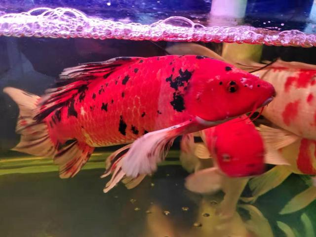 为什么鱼缸里的水起泡沫,为何鱼缸边有泡沫散不去