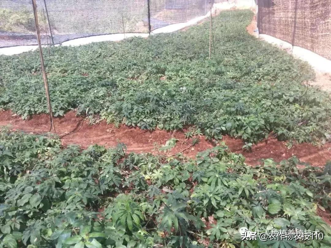 七叶一枝花的种植全部过程,七叶一枝花一般几月份出苗