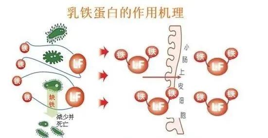 三段奶粉含益生菌和乳铁蛋白,旗帜奶粉有乳铁蛋白和益生菌吗