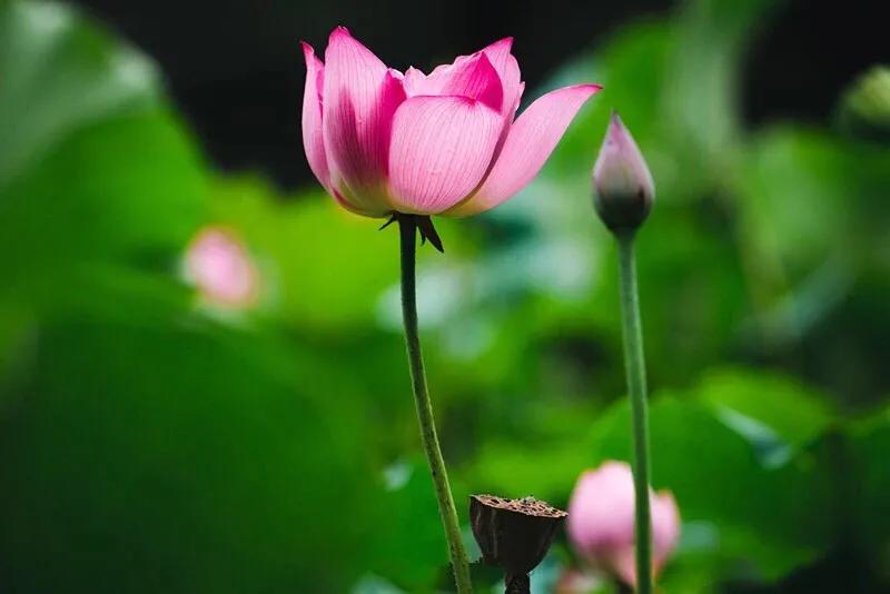 明一居士简介,明一居士完整视频