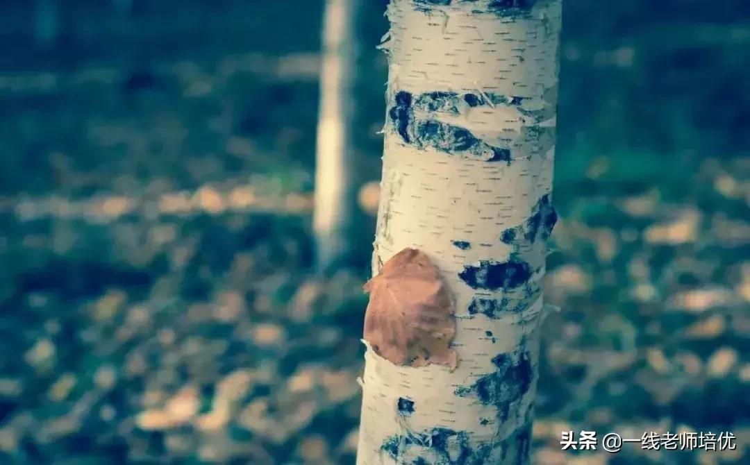 描写树木的好句10个字,写花草树木的好词好句