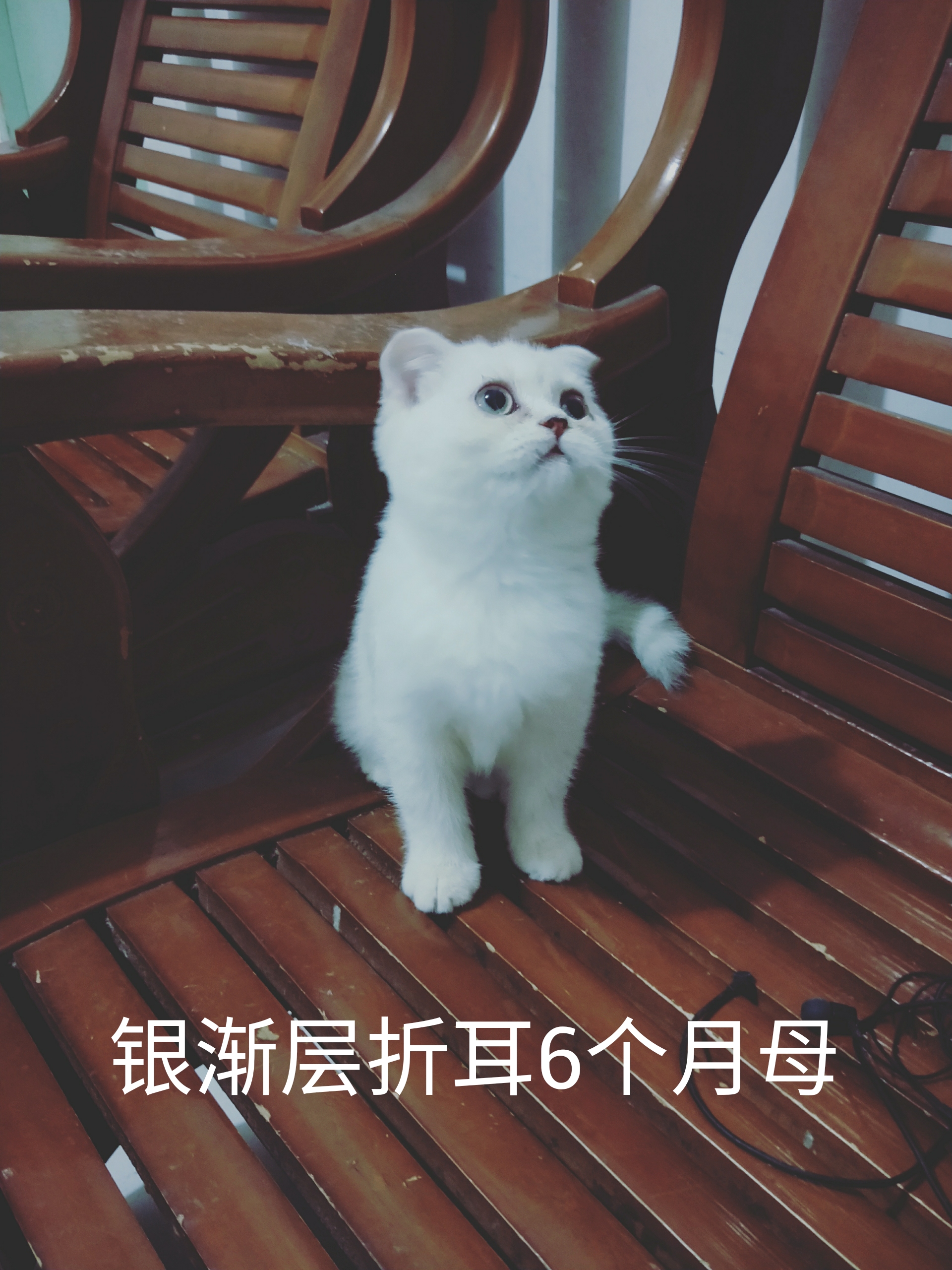自制猫饭第一弹：均衡杂烩肉丸饭附带自己家小猫