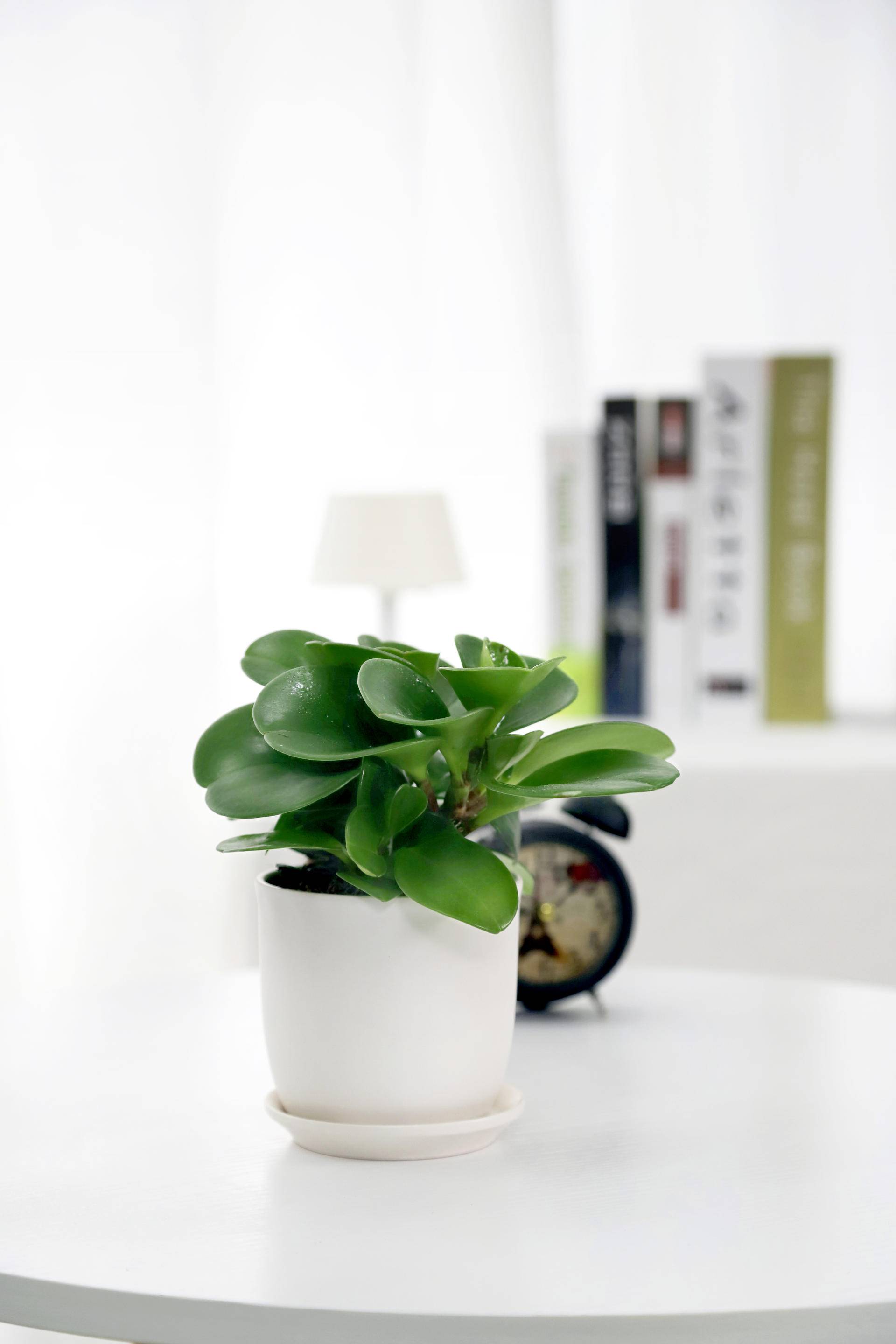 碧玉莲的养殖方法和注意事项盆栽,碧玉的养殖方法和注意事项