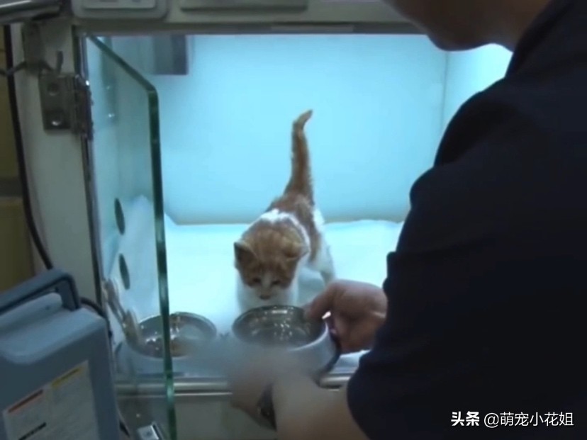 流浪猫掉进了通风井里没水喝,流浪猫为什么掉进井里