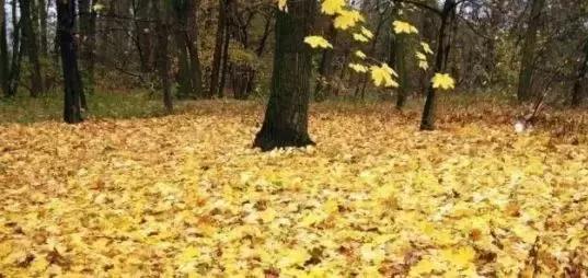 怎么喂羊才能高产,苜蓿干草喂羊的效益