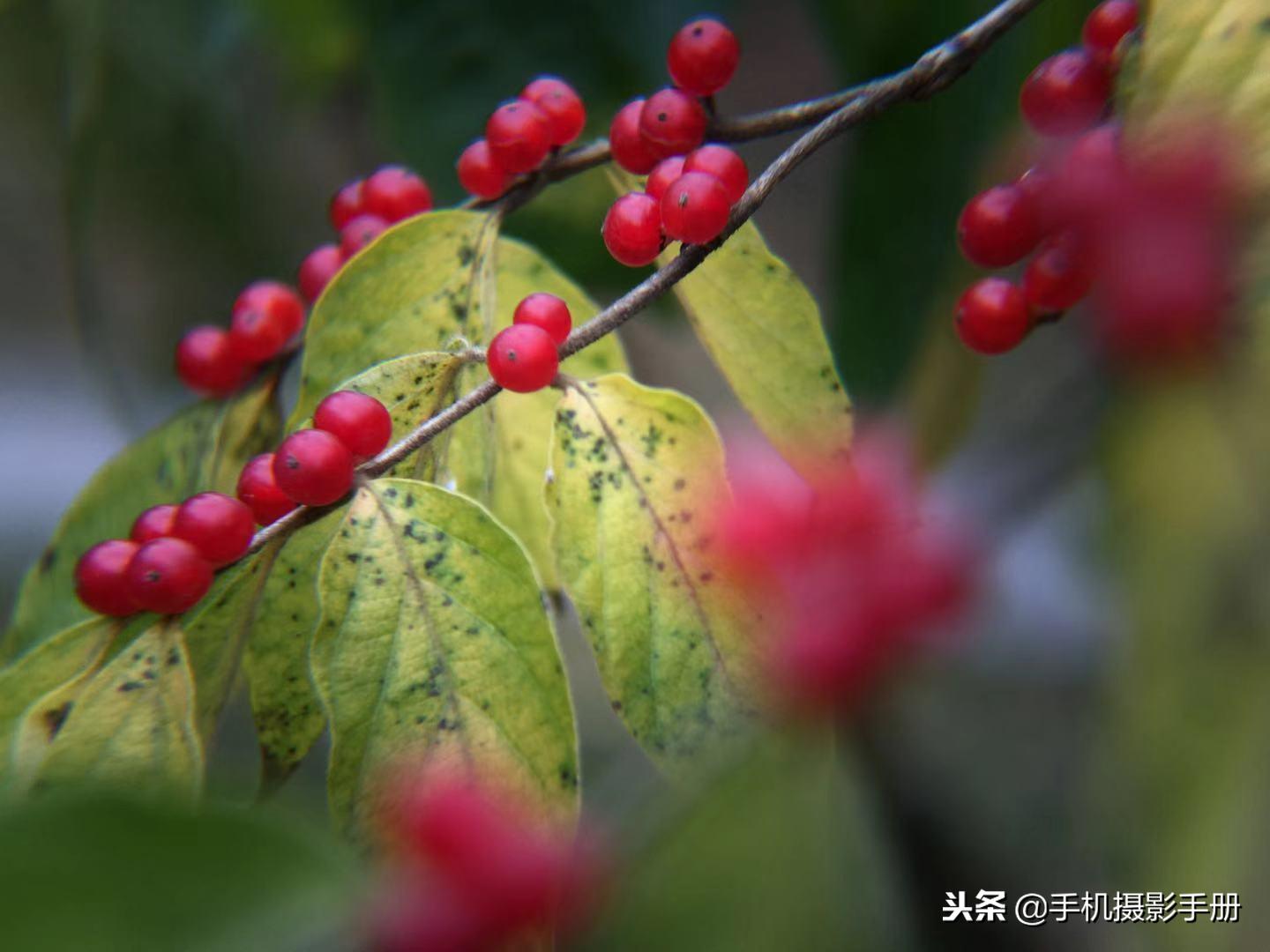用手机巧妙的拍照,教大家如何用手机拍照