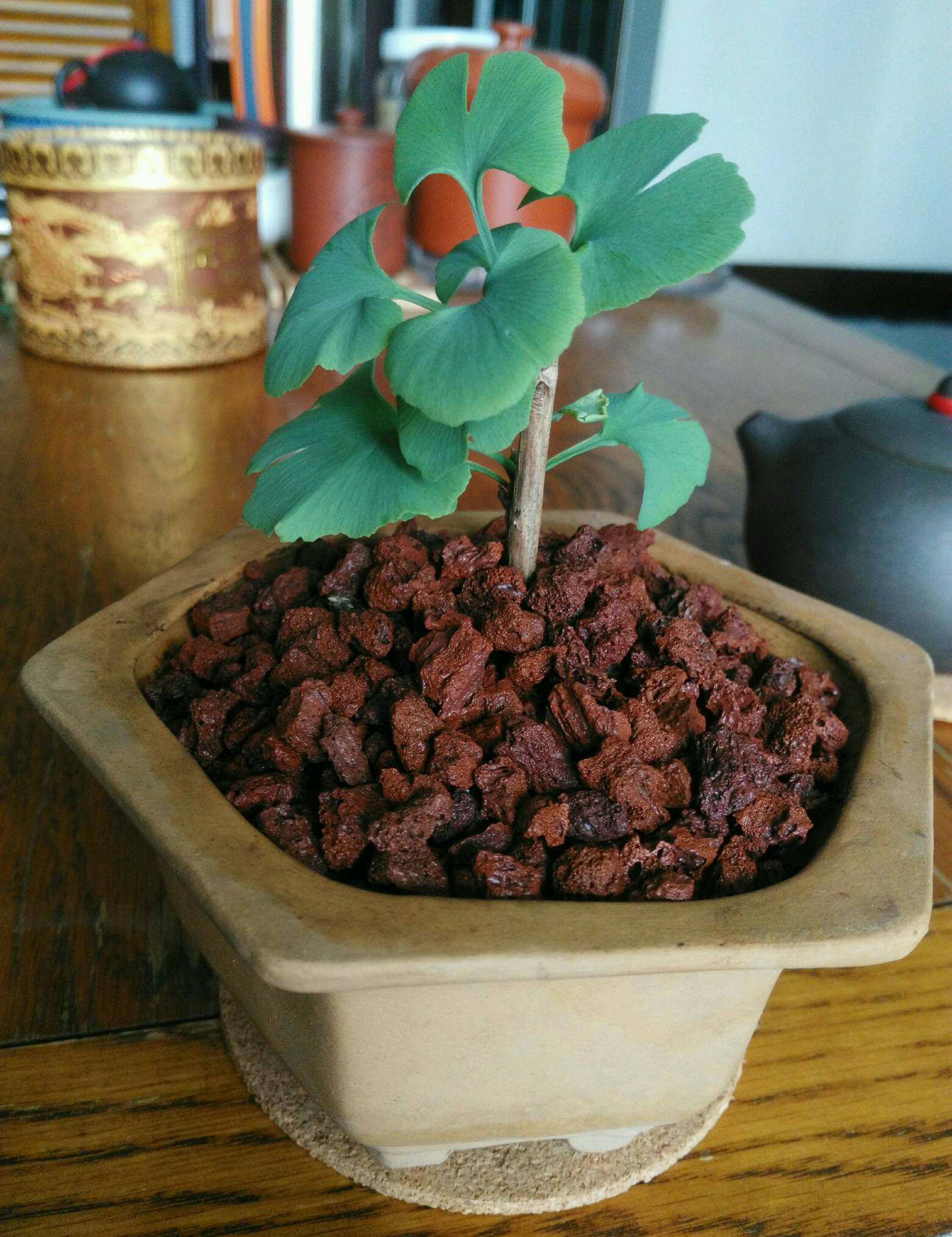 路边捡的银杏叶做成的花,路边捡的银杏果盆景