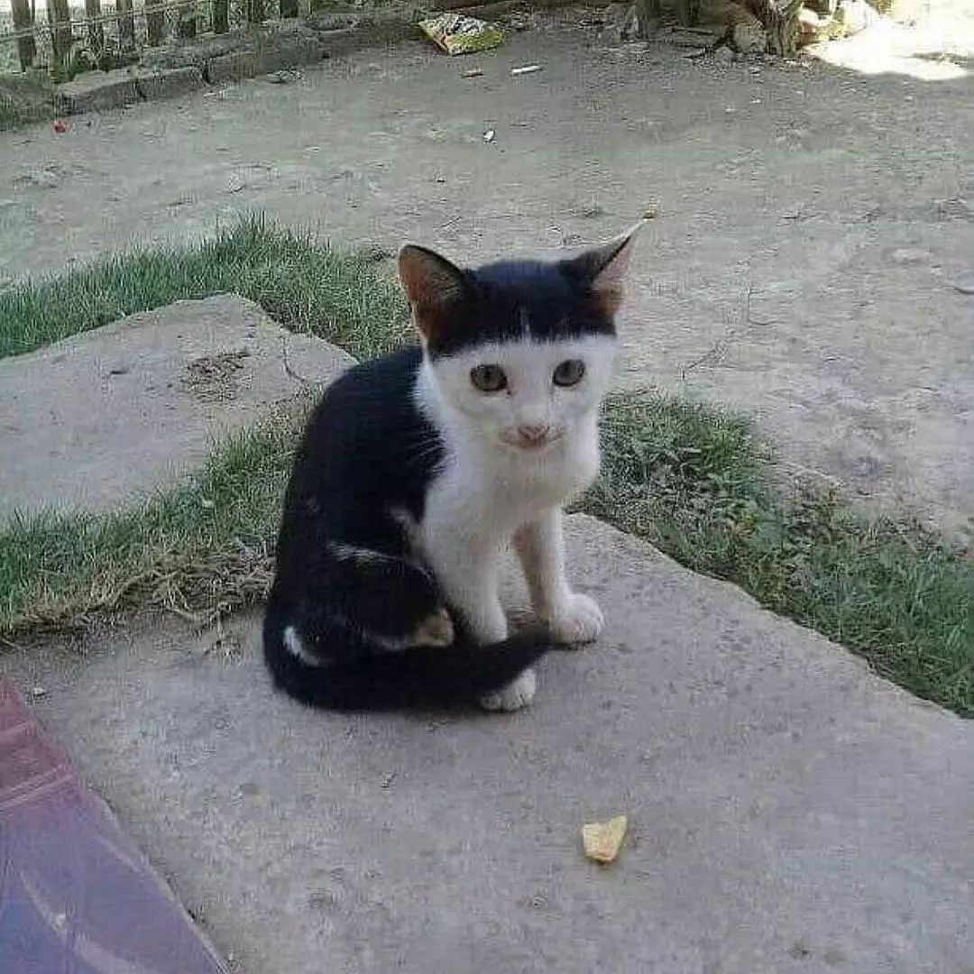 猫是液体的证据找到了吗,猫难道真的是液体吗