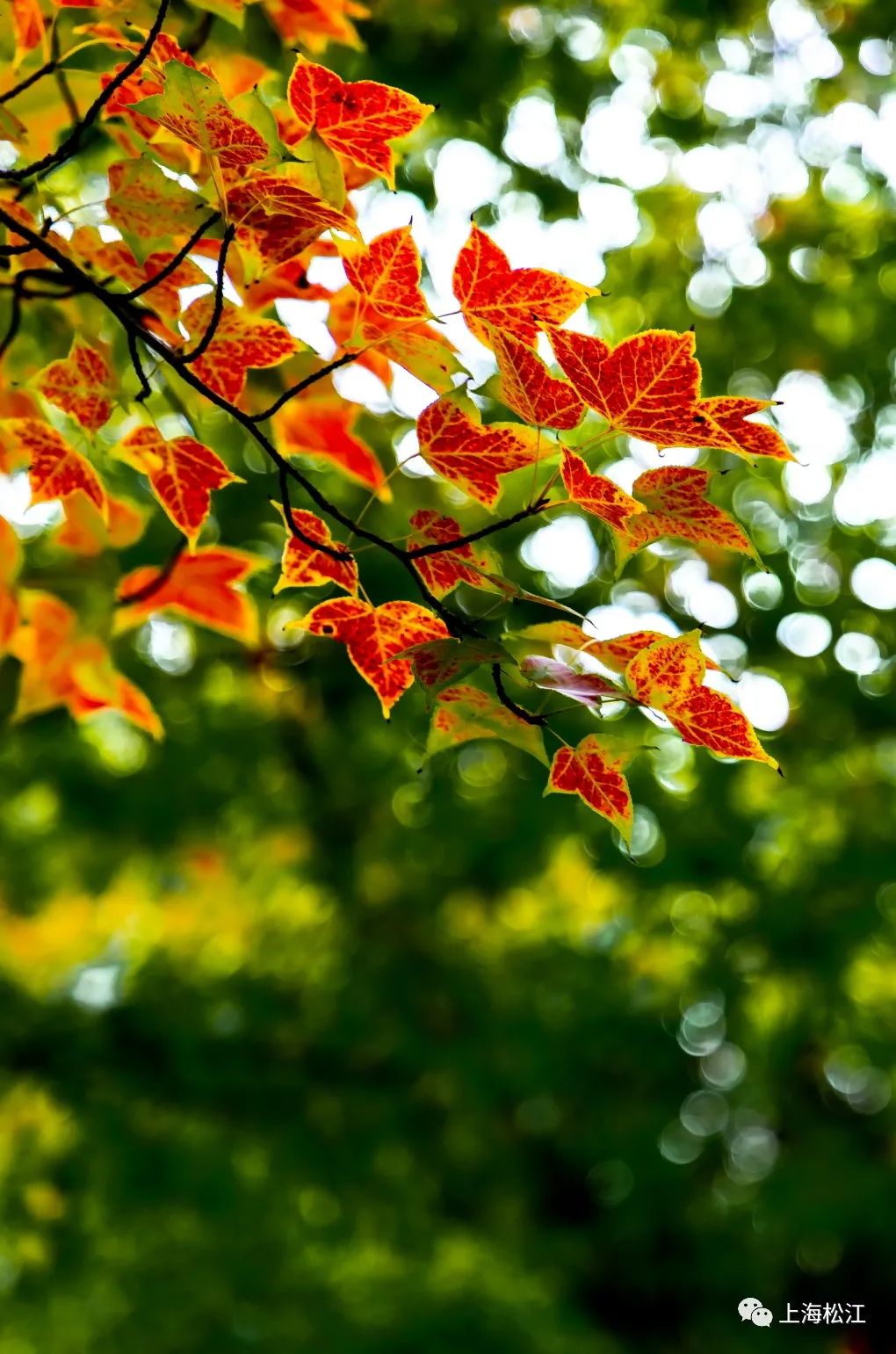 上海最美秋景,上海哪些公园可以拍秋景