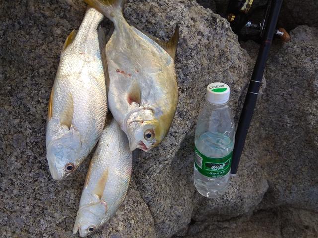 分享矶钓竿滑漂钓法,分享钓点交流钓技