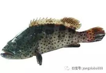 鱼虾混养的技术要点,鱼虾混养优缺点