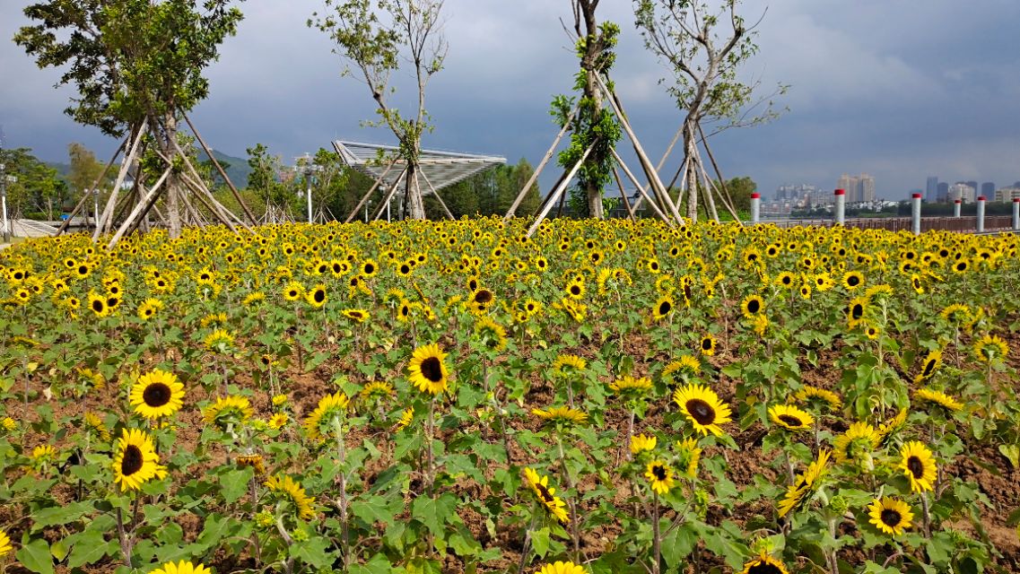 珠海井岸黄楊河湿地公园,20200927