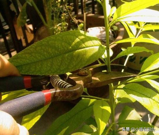 种桃花多久浇一次水,水培桃花开花后把枝栽花盆