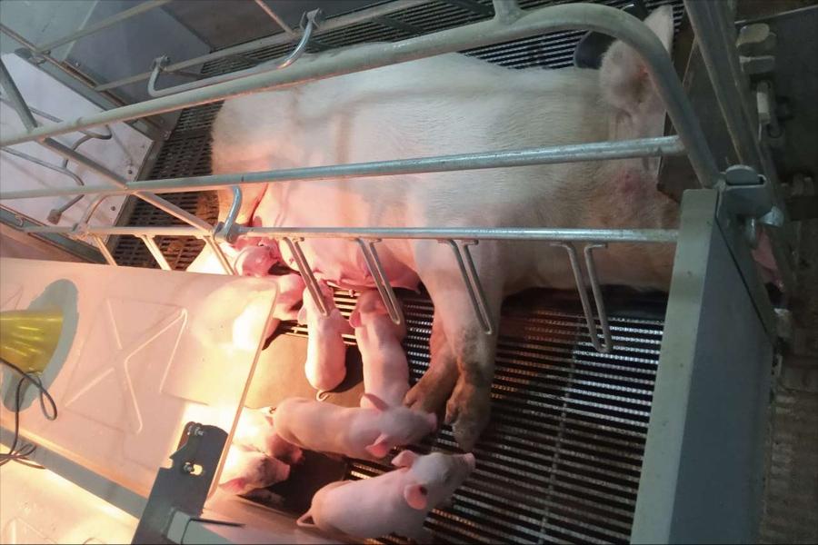 母猪必备的三种药,养猪母猪必备药