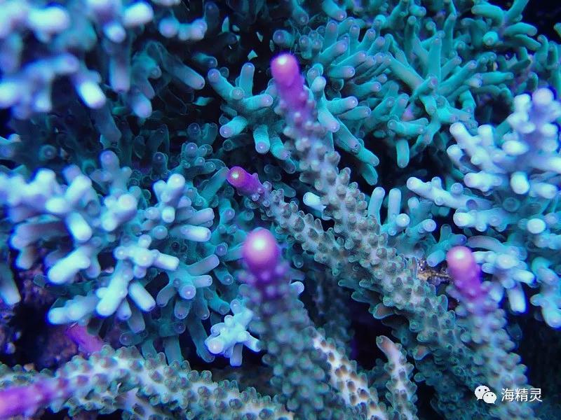 为什么容易爆藻,为什么有的人对鱼那么痴迷