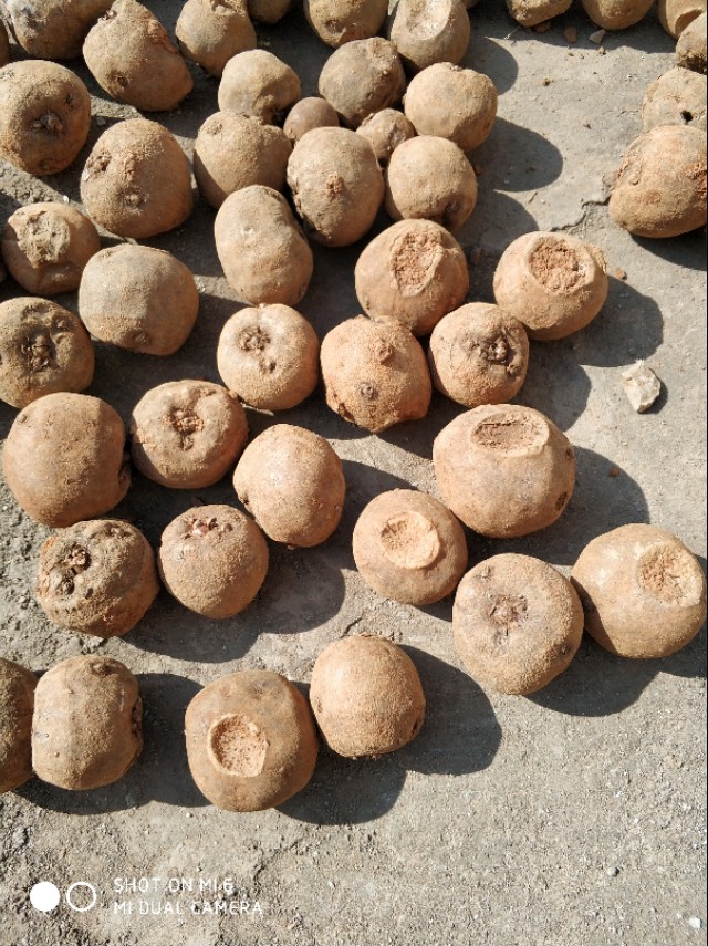 2023年魔芋种植有前景吗,魔芋的种植技术全部过程