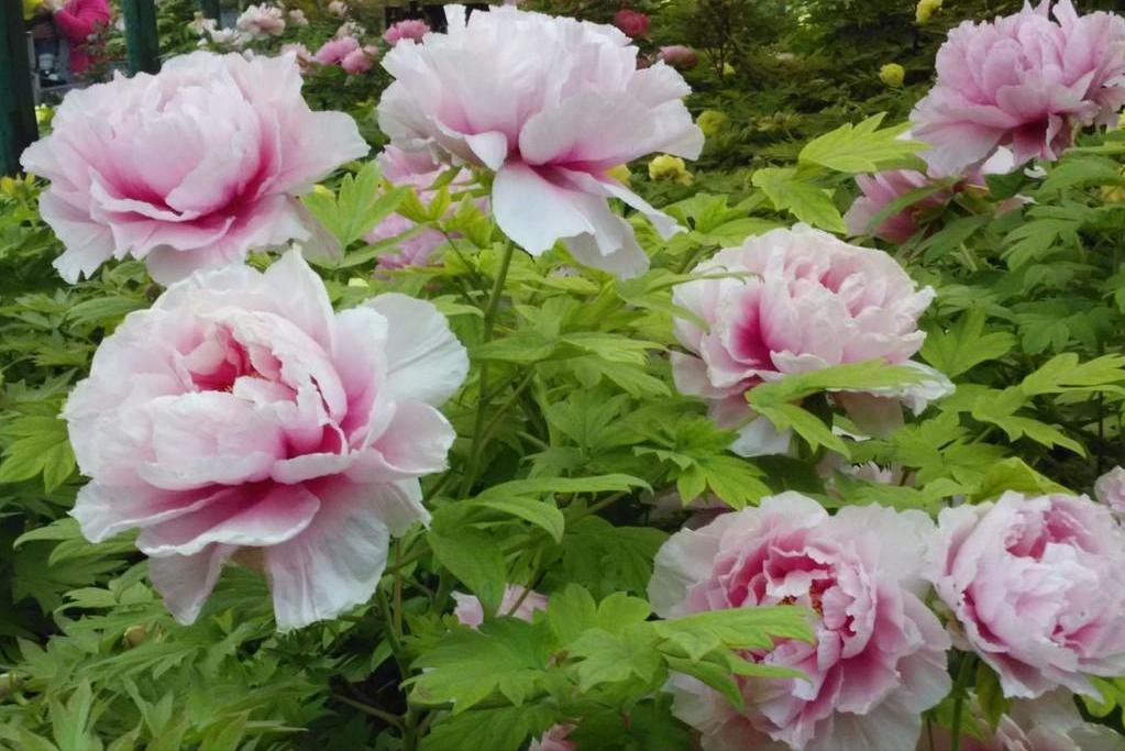 洛阳四月正是牡丹盛开的季节,洛阳牡丹几月几日开最美