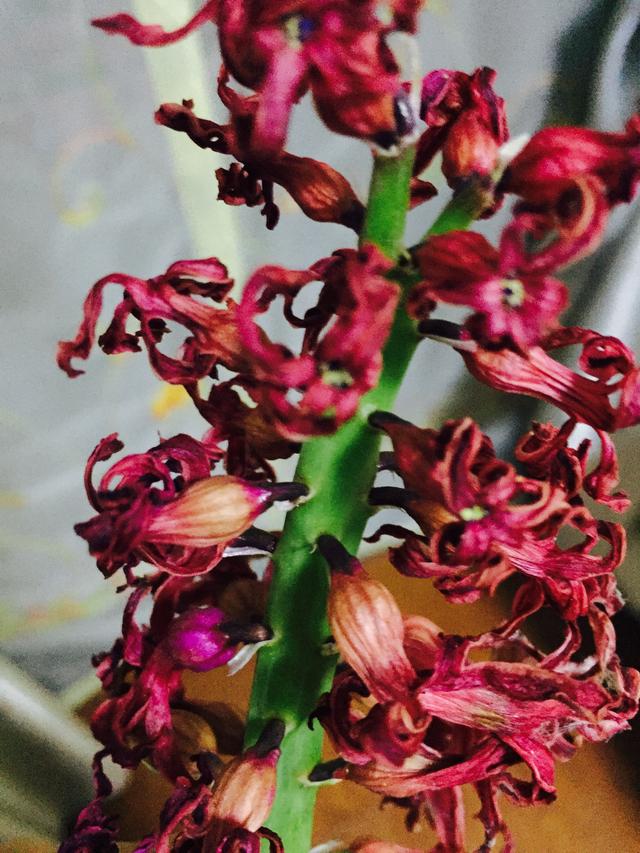 这八种花千万不要花钱购买了,碰到这4种花再漂亮也别买