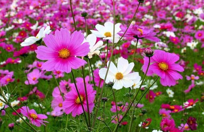 波斯菊的种子种植方法盆栽,适合5月播种的花卉种子波斯菊