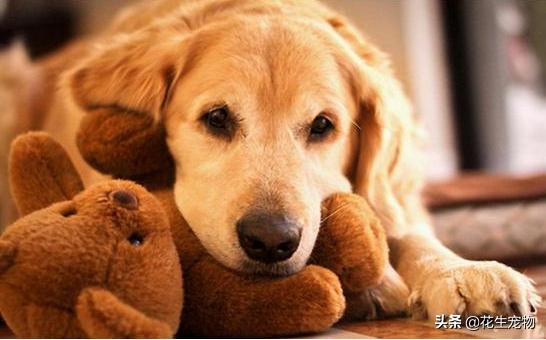 狗狗牙龈发白是贫血吗吃什么药,狗狗贫血牙龈颜色