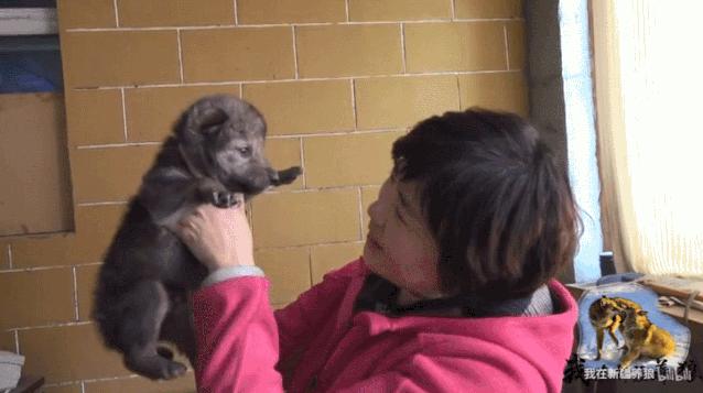 养狼disco：我在*疆新**，把狼养成了哈士奇