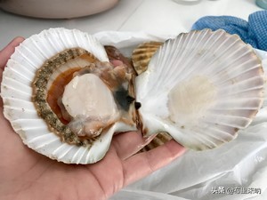 蒜蓉粉丝扇贝蒸几分钟最佳,家常蒜蓉粉丝蒸扇贝的做法