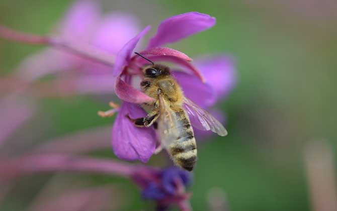 蜂子蛰了多久过危险期,蜜蜂蛰了多久过危险期