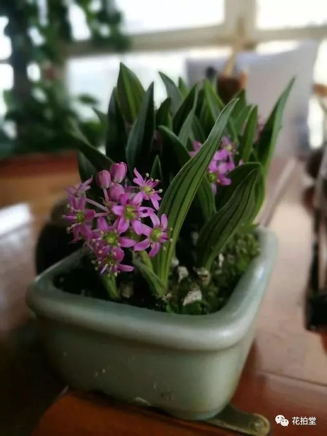 日本山野草缟缦穗，形态小巧可爱，花*诱色**人，好养易活！