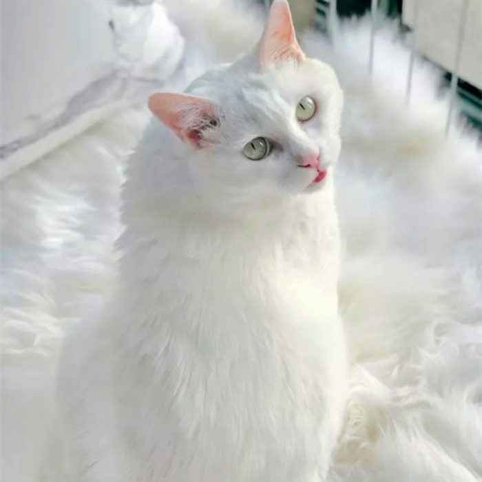 想撸猫但是猫害怕怎么办,想撸猫又怕脏怎么办