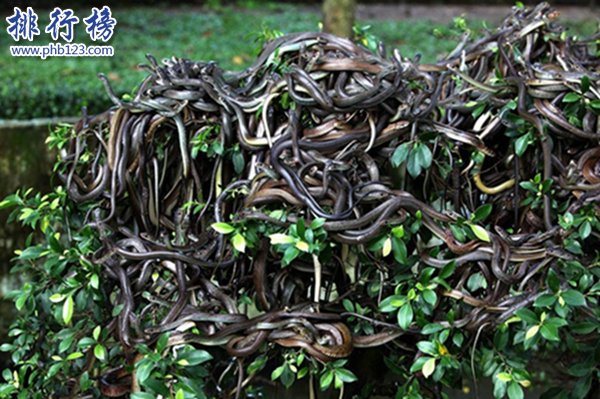 世界上独一无二猪岛,巴哈马群岛猪岛