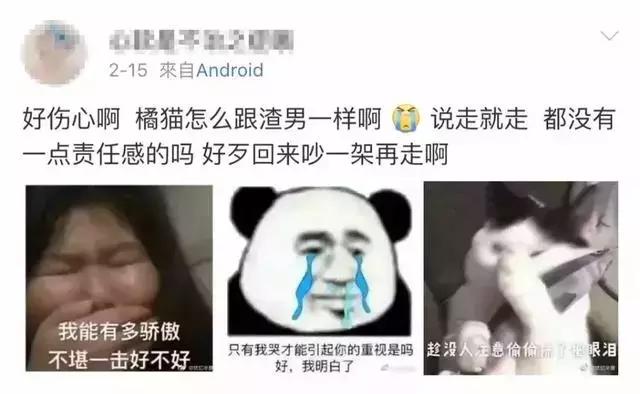 橘猫的7大优点养过的人都说好,自从养了猫才知道什么是爱