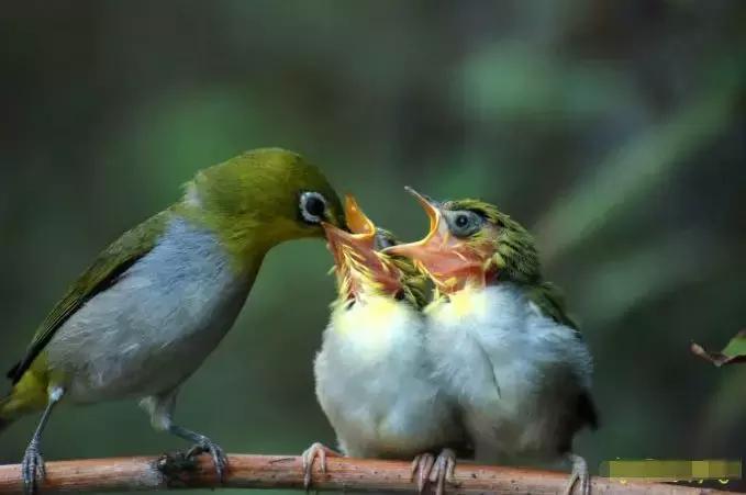 被囚34年取精，被迫亲手杀死爱子，最后只能挣扎着死去……