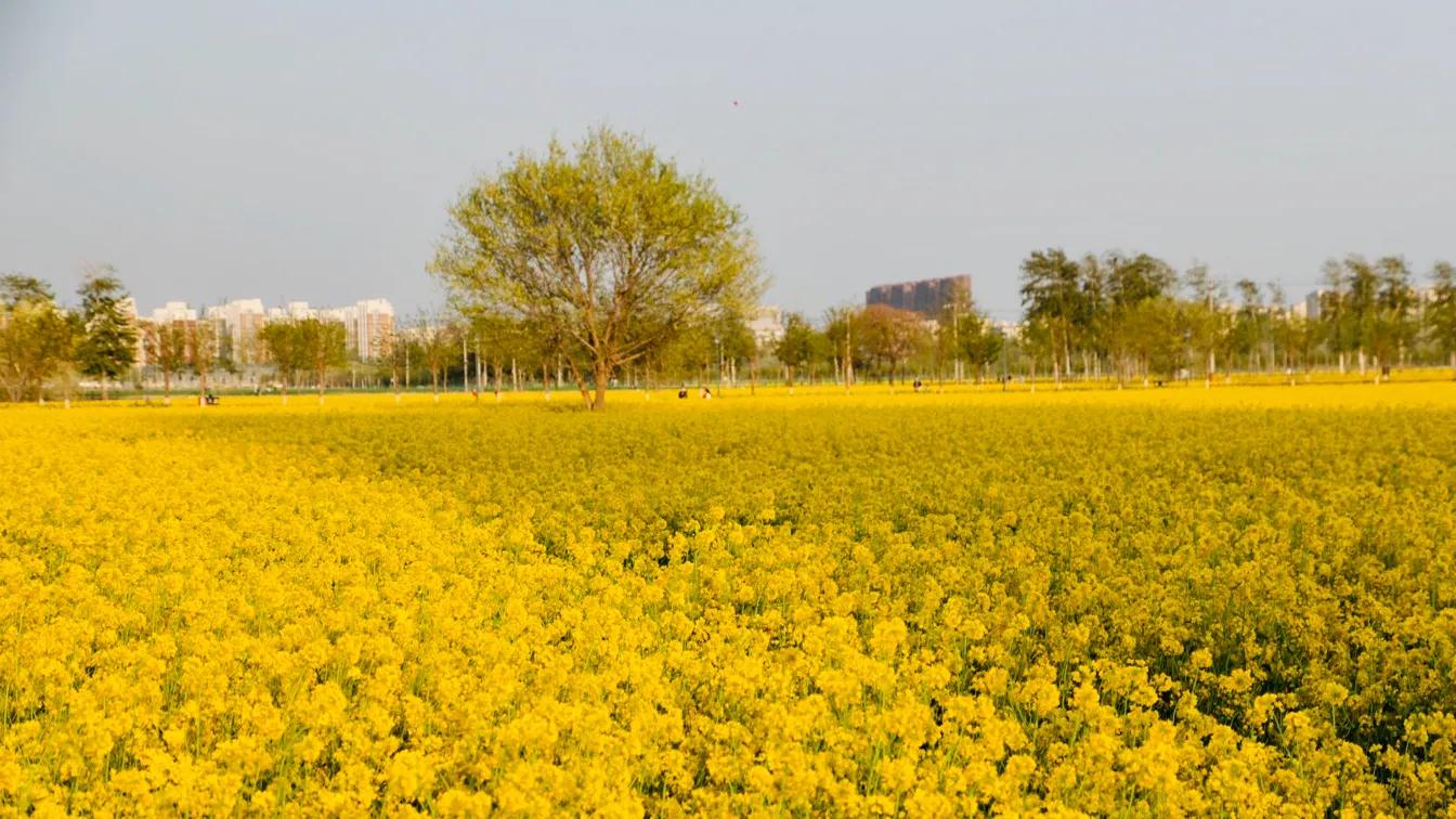 红星集体农庄,红星集体农庄门票
