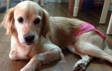 养狗不选“母犬”的几大原因，你知道哪些呢？