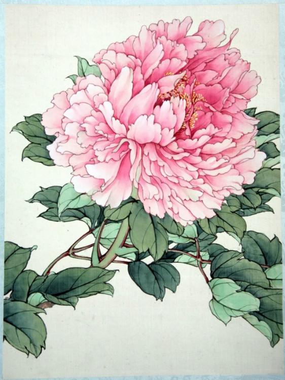 工笔牡丹勾线画法,工笔牡丹十二品设色步骤