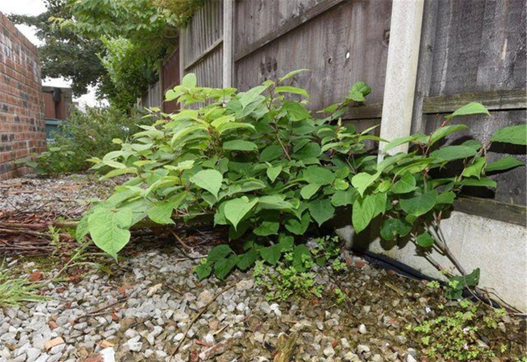日本入侵中国的植物,日本入侵植物
