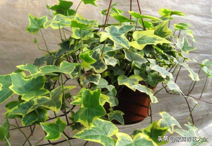 适合室内种植的爬藤植物有哪些,适合室内种植爬藤植物