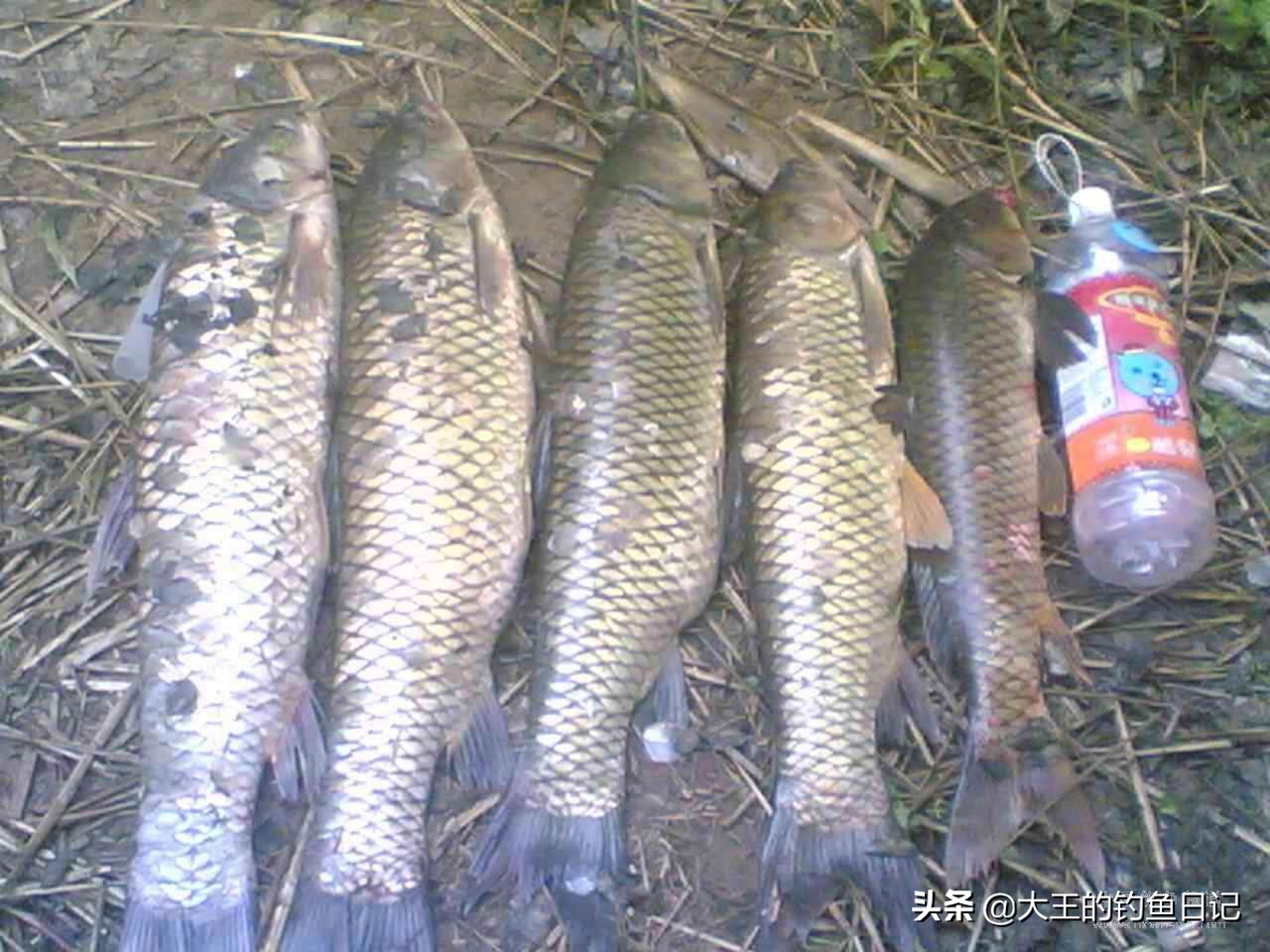 海竿串钩钓鲤鱼草鱼夏季,海竿用串钩怎样钓草鱼最好