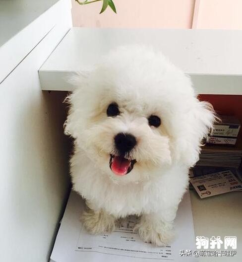 可爱到爆炸的比熊,比熊幼崽萌化了图片