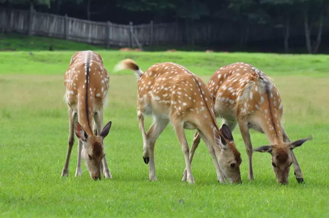 10个闺蜜，历时22天，沿着中俄边境跑了8100公里，刺激！（一）