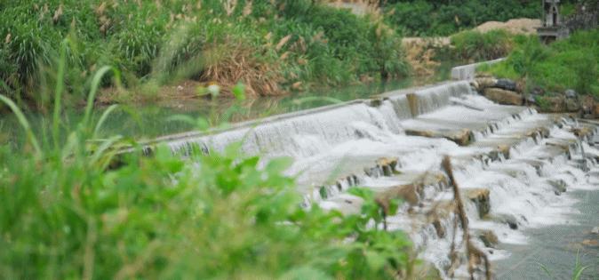 超有鸡味的阳山鸡,广东阳山鸡口感如何