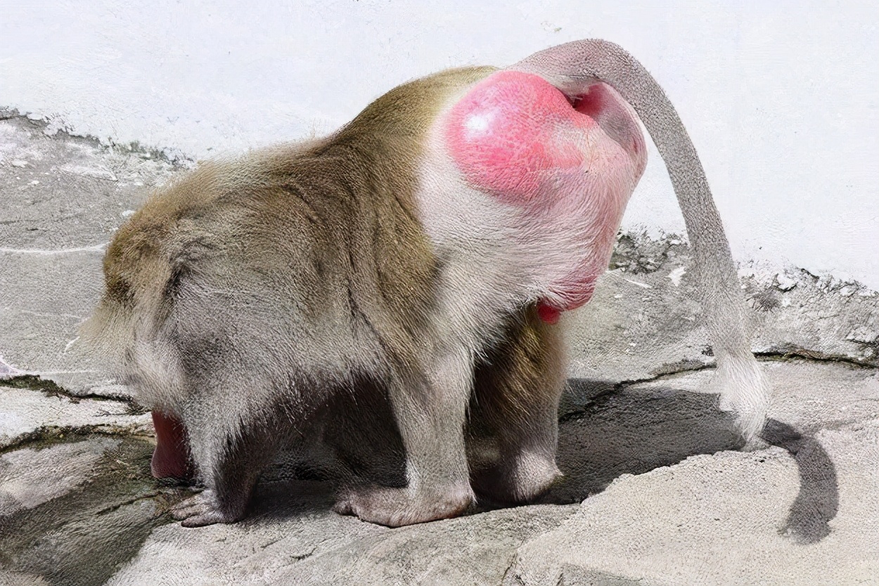 女人没有荷尔蒙什么症状,女人没有性激素会出现什么症状