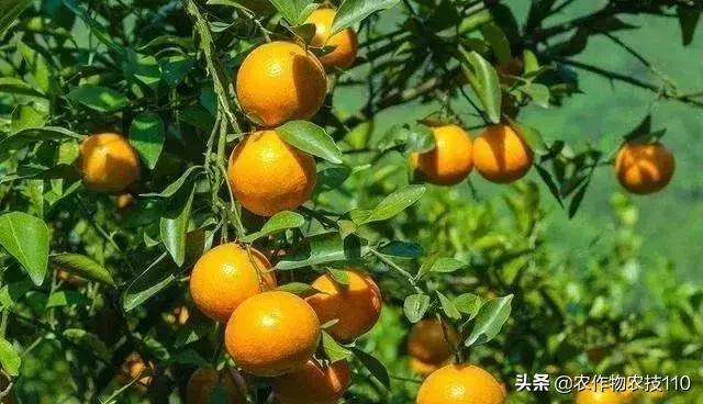 水果操作思路,水果该怎么卖才最好